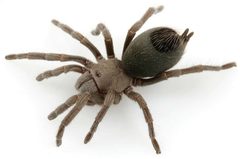 Aphonopelma paloma by (c) Chris A. Hamilton, Brent E. Hendrixson, Jason E. Bond, some rights reserved (CC BY). Used under a CC-BY license.