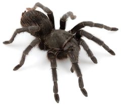 Aphonopelma steindachneri by (c) Chris A. Hamilton, Brent E. Hendrixson, Jason E. Bond, some rights reserved (CC BY). Used under a CC-BY license.