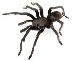 Aphonopelma steindachneri by (c) Chris A. Hamilton, Brent E. Hendrixson, Jason E. Bond, some rights reserved (CC BY). Used under a CC-BY license.