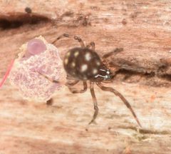 Microdipoena by (c) skitterbug, some rights reserved (CC BY), uploaded by skitterbug. Used under a CC-BY license.