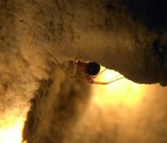 Nesticidae by (c) etrusko25, some rights reserved (CC BY), uploaded by etrusko25. Used under a CC-BY license.