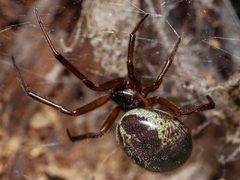 Steatoda nobilis by (c) Dustin Edmundson, some rights reserved (CC BY), uploaded by Dustin Edmundson. Used under a CC-BY license.