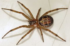 Steatoda nobilis by (c) Martin Cooper, some rights reserved (CC BY). Used under a CC-BY license.