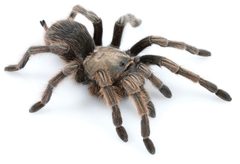 Aphonopelma johnnycashi by (c) Chris A. Hamilton, Brent E. Hendrixson, Jason E. Bond, some rights reserved (CC BY). Used under a CC-BY license.