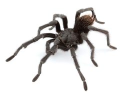 Aphonopelma johnnycashi by (c) Chris A. Hamilton, Brent E. Hendrixson, Jason E. Bond, some rights reserved (CC BY). Used under a CC-BY license.
