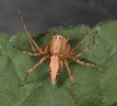 Oxyopes occidens by (c) jcowles, some rights reserved (CC BY), uploaded by jcowles. Used under a CC-BY license.