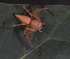Oxyopes occidens by (c) jcowles, some rights reserved (CC BY), uploaded by jcowles. Used under a CC-BY license.