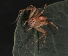 Oxyopes occidens by (c) jcowles, some rights reserved (CC BY), uploaded by jcowles. Used under a CC-BY license.
