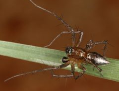 Oxyopes occidens by (c) jcowles, some rights reserved (CC BY), uploaded by jcowles. Used under a CC-BY license.