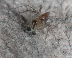 Oxyopes occidens by (c) jcowles, some rights reserved (CC BY), uploaded by jcowles. Used under a CC-BY license.