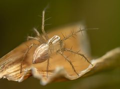 Oxyopes salticus by (c) cesar stastny, some rights reserved (CC BY), uploaded by cesar stastny. Used under a CC-BY license.
