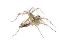 Oxyopes salticus by (c) Matthew Lindsey, some rights reserved (CC BY), uploaded by Matthew Lindsey. Used under a CC-BY license.