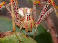Peucetia viridans by (c) Cricket Raspet, some rights reserved (CC BY), uploaded by Cricket Raspet. Used under a CC-BY license.