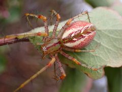 Peucetia viridans by (c) Cricket Raspet, some rights reserved (CC BY), uploaded by Cricket Raspet. Used under a CC-BY license.