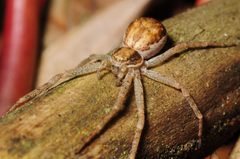 Philodromus dispar by (c) gdahlman, some rights reserved (CC BY). Used under a CC-BY license.