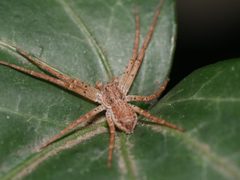 Philodromus dispar by (c) Alexis Tinker-Tsavalas, some rights reserved (CC BY), uploaded by Alexis Tinker-Tsavalas. Used under a CC-BY license.