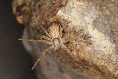 Philodromus dispar by (c) Donald Hobern, some rights reserved (CC BY). Used under a CC-BY license.
