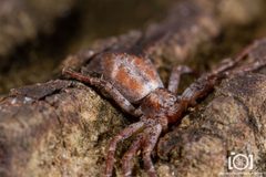 Philodromus laticeps by no rights reserved, uploaded by Lyn Roueche. Used under a CC0 license.