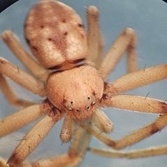 Philodromus rufus jenningsi by no rights reserved, uploaded by Trevor Clarke. Used under a CC0 license.