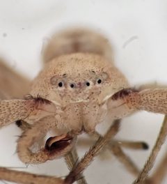 Philodromus rufus jenningsi by no rights reserved, uploaded by Trevor Clarke. Used under a CC0 license.