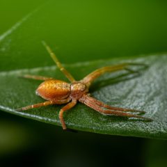 Philodromus rufus pacificus by (c) Claus Giloi, some rights reserved (CC BY), uploaded by Claus Giloi. Used under a CC-BY license.