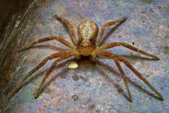 Philodromus rufus pacificus by (c) Claus Giloi, some rights reserved (CC BY), uploaded by Claus Giloi. Used under a CC-BY license.