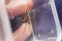 Rhysodromus mysticus by (c) evgeniq_benihanov, some rights reserved (CC BY), uploaded by evgeniq_benihanov. Used under a CC-BY license.