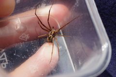 Rhysodromus mysticus by (c) evgeniq_benihanov, some rights reserved (CC BY), uploaded by evgeniq_benihanov. Used under a CC-BY license.