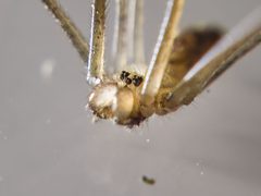 Holocnemus pluchei by (c) Atalay Karakuş, some rights reserved (CC BY), uploaded by Atalay Karakuş. Used under a CC-BY license.