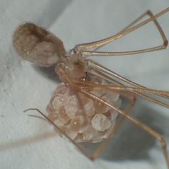 Micropholcus fauroti by (c) Gerard Chartier, some rights reserved (CC BY), uploaded by Gerard Chartier. Used under a CC-BY license.