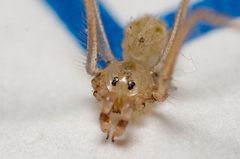 Spermophora by (c) Justin Williams, some rights reserved (CC BY), uploaded by Justin Williams. Used under a CC-BY license.