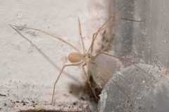 Spermophora senoculata by (c) Eleftherios Katsillis, some rights reserved (CC BY), uploaded by Eleftherios Katsillis. Used under a CC-BY license.
