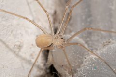 Spermophora senoculata by (c) Eleftherios Katsillis, some rights reserved (CC BY), uploaded by Eleftherios Katsillis. Used under a CC-BY license.