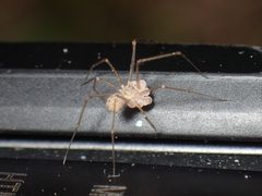 Spermophora senoculata by (c) John P Friel, some rights reserved (CC BY), uploaded by John P Friel. Used under a CC-BY license.