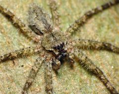 Dolomedes albineus by (c) Katja Schulz, some rights reserved (CC BY), uploaded by Katja Schulz. Used under a CC-BY license.