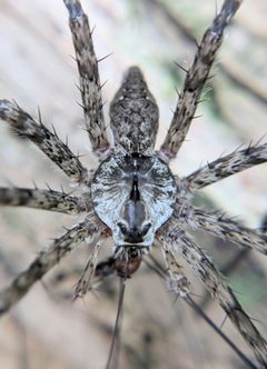 Dolomedes albineus by no rights reserved, uploaded by Kristi Zoebelein. Used under a CC0 license.
