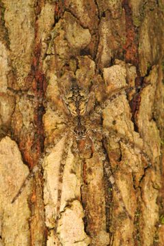 Dolomedes albineus by (c) Judy Gallagher, some rights reserved (CC BY). Used under a CC-BY license.