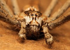 Pisauridae by (c) Wynand Uys, some rights reserved (CC BY), uploaded by Wynand Uys. Used under a CC-BY license.