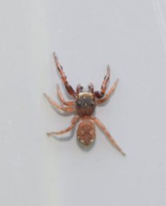 Ghelna canadensis by (c) velodrome, some rights reserved (CC BY), uploaded by velodrome. Used under a CC-BY license.