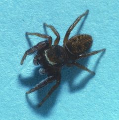 Ghelna canadensis by (c) Wayne Maddison, some rights reserved (CC BY). Used under a CC-BY license.