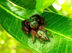 Paraphidippus fartilis by (c) Francisco Farriols Sarabia, some rights reserved (CC BY), uploaded by Francisco Farriols Sarabia. Used under a CC-BY license.
