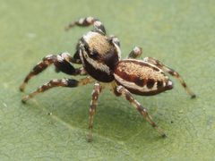 Pelegrina proterva by no rights reserved, uploaded by Zygy. Used under a CC0 license.