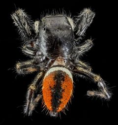 Phidippus clarus by no rights reserved. Used under a CC0 license.