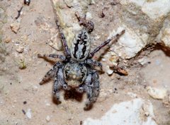 Phidippus mystaceus by (c) Michelle W. （鍾偉瑋）, some rights reserved (CC BY), uploaded by Michelle W. （鍾偉瑋）. Used under a CC-BY license.