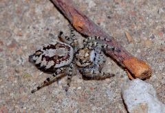 Phidippus mystaceus by (c) Michelle W. （鍾偉瑋）, some rights reserved (CC BY), uploaded by Michelle W. （鍾偉瑋）. Used under a CC-BY license.