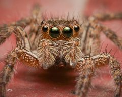 Plexippus paykulli by (c) Reynante Martinez, some rights reserved (CC BY), uploaded by Reynante Martinez. Used under a CC-BY license.