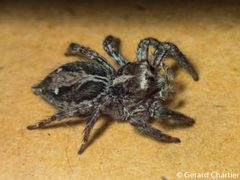 Plexippus paykulli by (c) Gerard Chartier, some rights reserved (CC BY). Used under a CC-BY license.