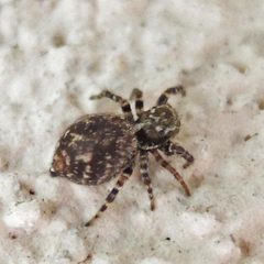 Pseudeuophrys erratica by (c) Bill Keim, some rights reserved (CC BY). Used under a CC-BY license.