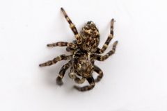Pseudeuophrys erratica by (c) Bill Keim, some rights reserved (CC BY), uploaded by Bill Keim. Used under a CC-BY license.