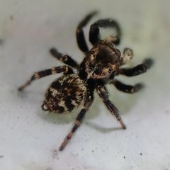 Pseudeuophrys erratica by no rights reserved, uploaded by Mirko Schoenitz. Used under a CC0 license.
